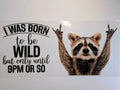 Racoon